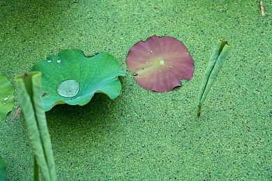 黑曜石：若不是Xbox收购 《宣誓》就不会是单人RPG